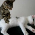 Набор в массажный салон (гостей много, мастеров не хватает)